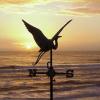 Tern at Sunset